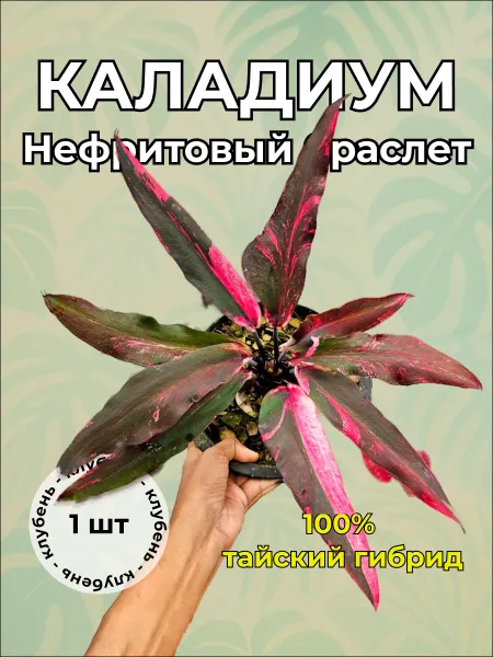 Каладиум Нефритовый браслет клубень — живое растение