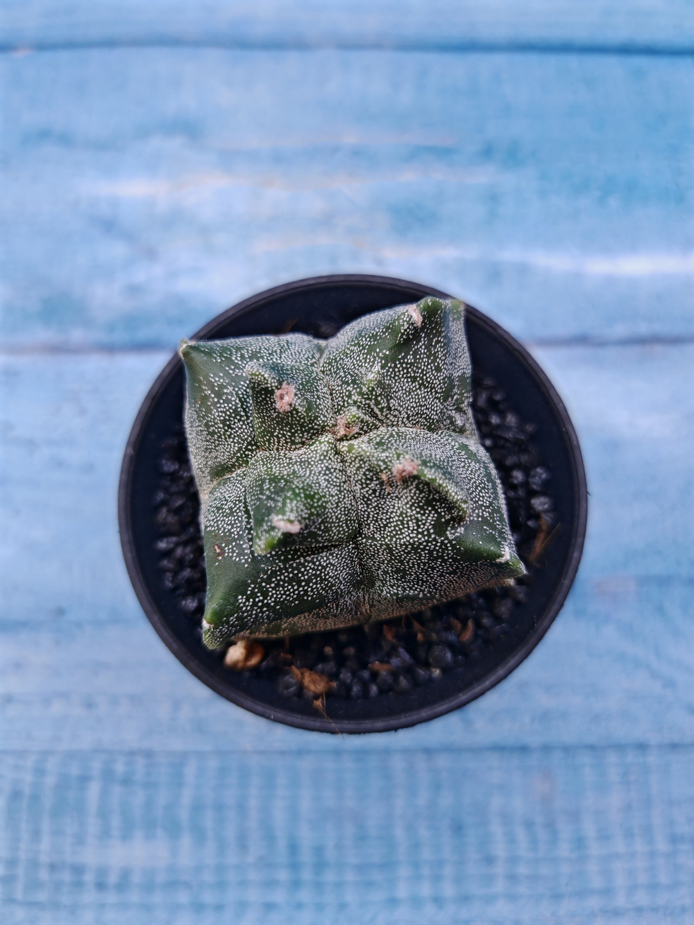 Astrophytum Myriostigma monstrosa (Астрофитум)