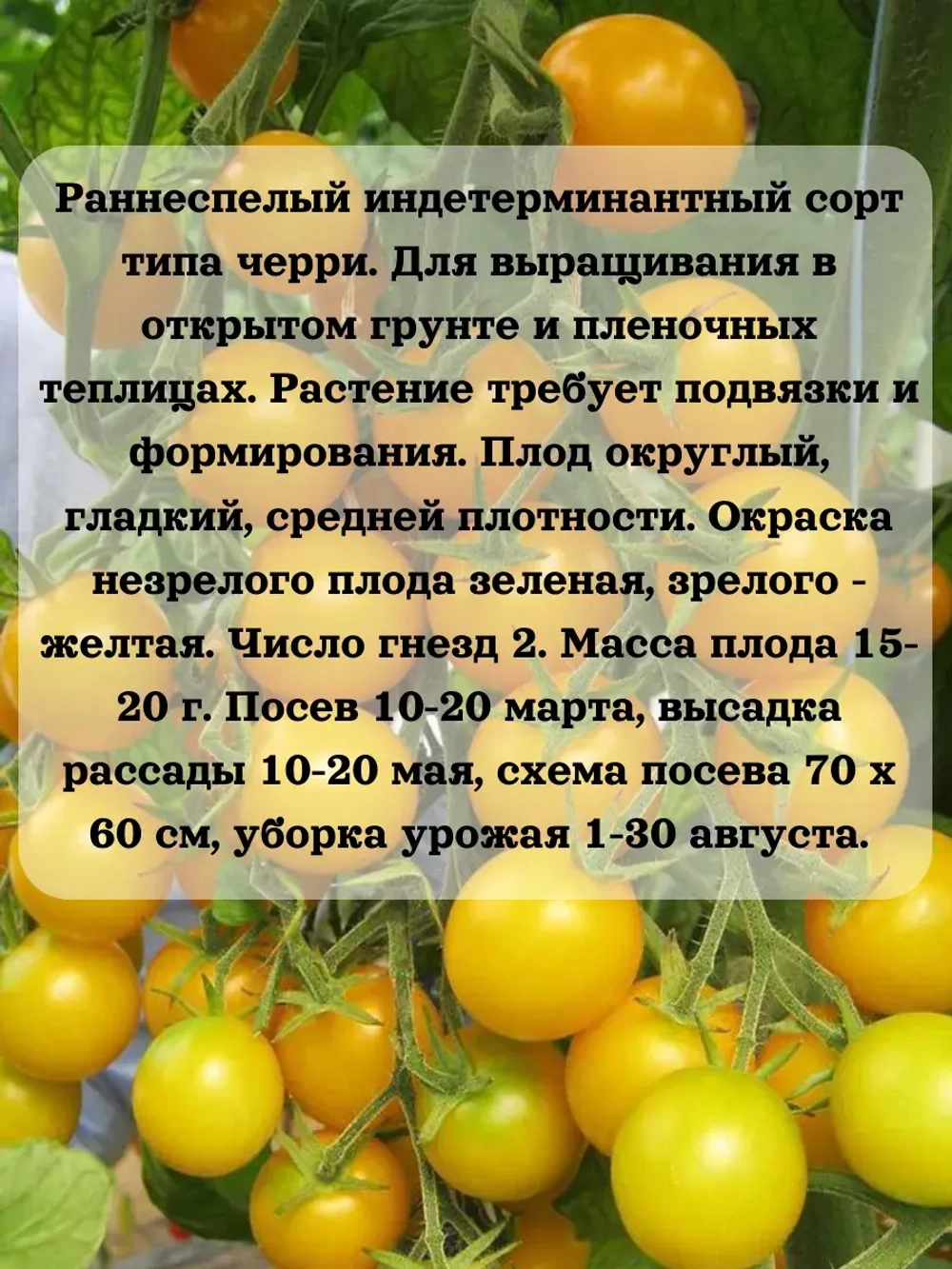 Семена Томат Златовласка Черри 0.2 гр