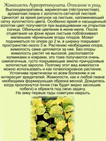 Жимолость Ауреоретикулата пёстролистная декоративная