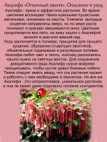 Акалифа Огненный хвост