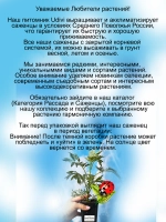Бузина черная Блек Лейс Черное кружево