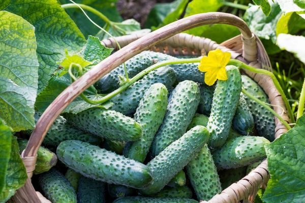 Как снимать 15 кг огурцов с куста? Как снимать 15 кг огурцов с куста?