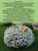 Алиссум вегетативный Сноу Принцесс мощный быстрорастущий