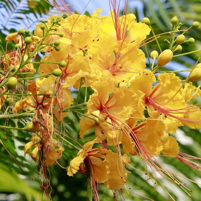 Цезальпиния желтая (Caesalpinia Pulcherrima) семена 3 шт