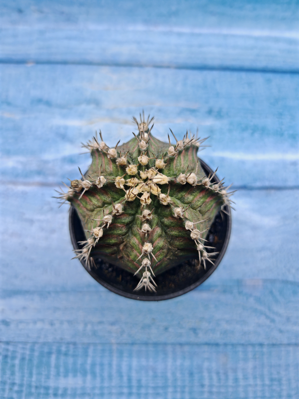 Gymnocalycium T-Rex Pink hybride (Гимнокалициум T-rex)