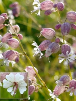 Семена Смолевка обыкновенная (Silene vulgaris) 1 гр