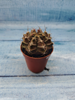 Gymnocalycium Friedrichii (Гимнокалициум)