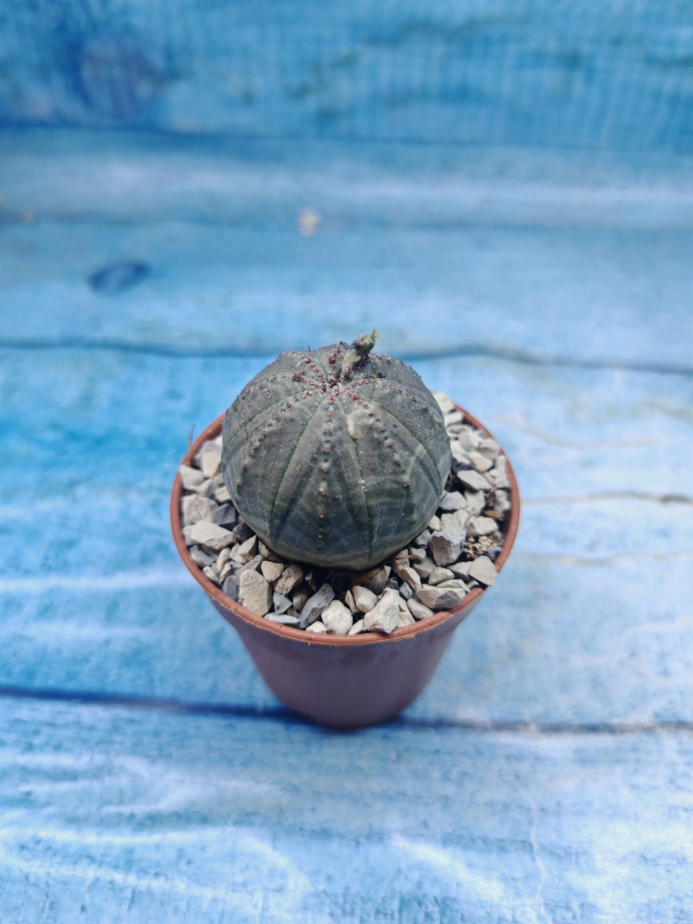 Euphoria Obesa (Эуфорбия)