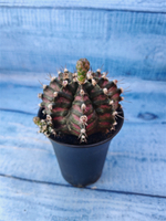 Gymnocalycium T-Rex Pink hybride (Гимнокалициум T-rex)