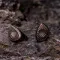 Kiwi Ears Septet Steel