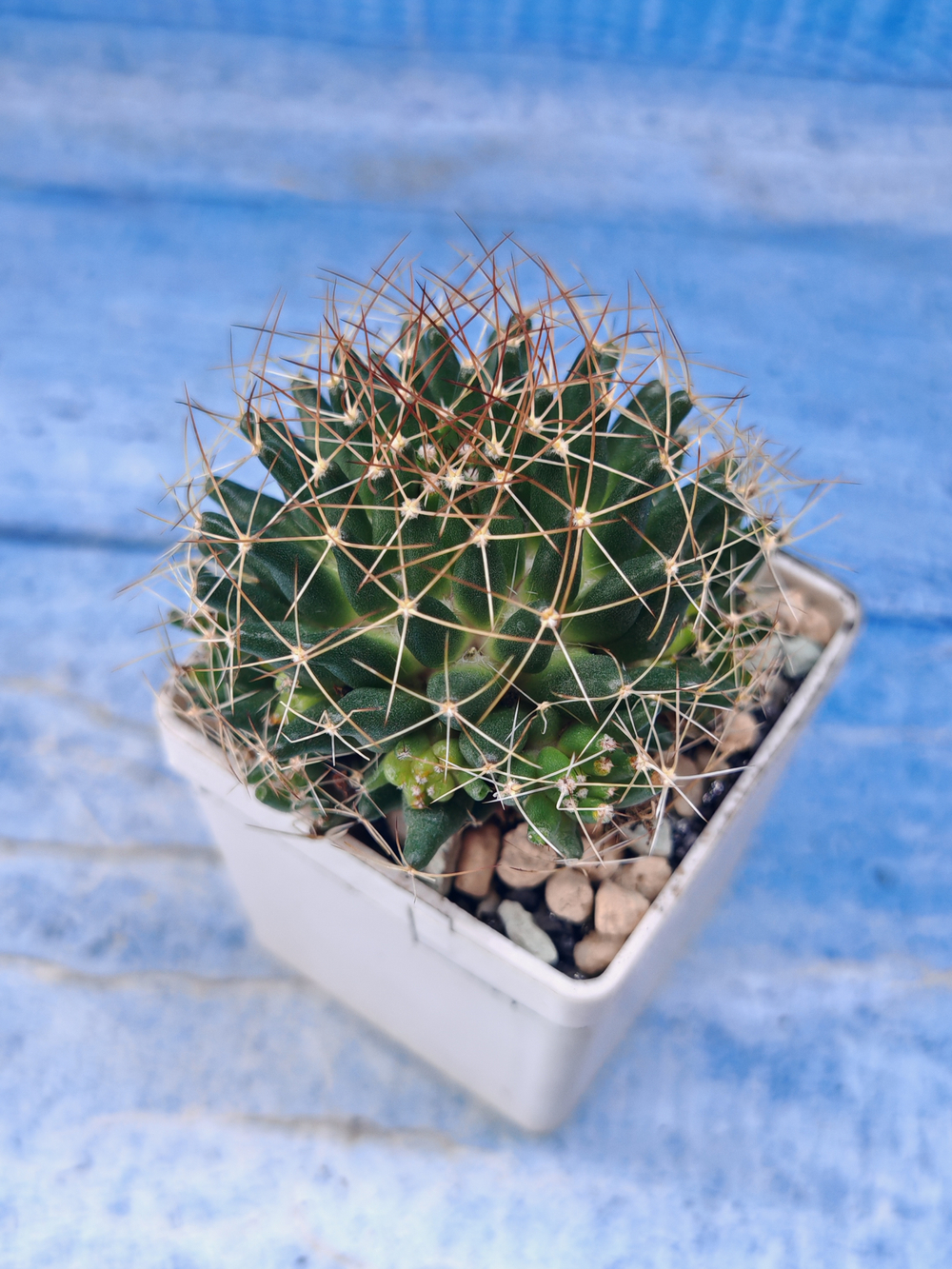 Escobaria Missouriensis compacta (Эскобария)