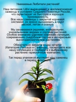 Астра Аден новобельгийская многолетняя