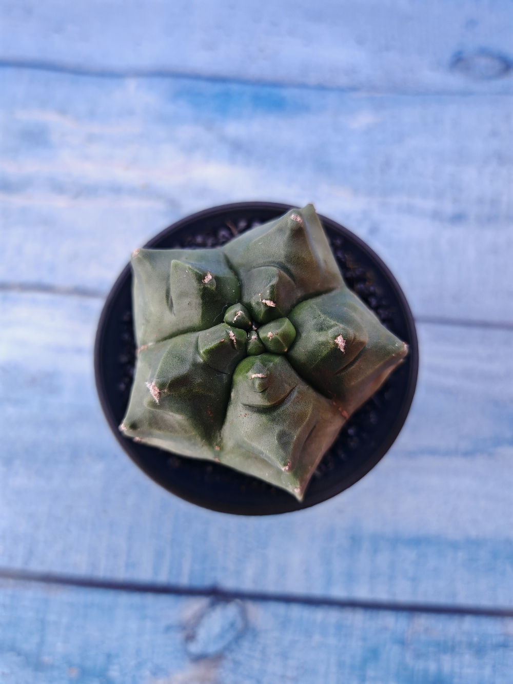 Astrophytum Myriostigma monstrosa (Астрофитум)