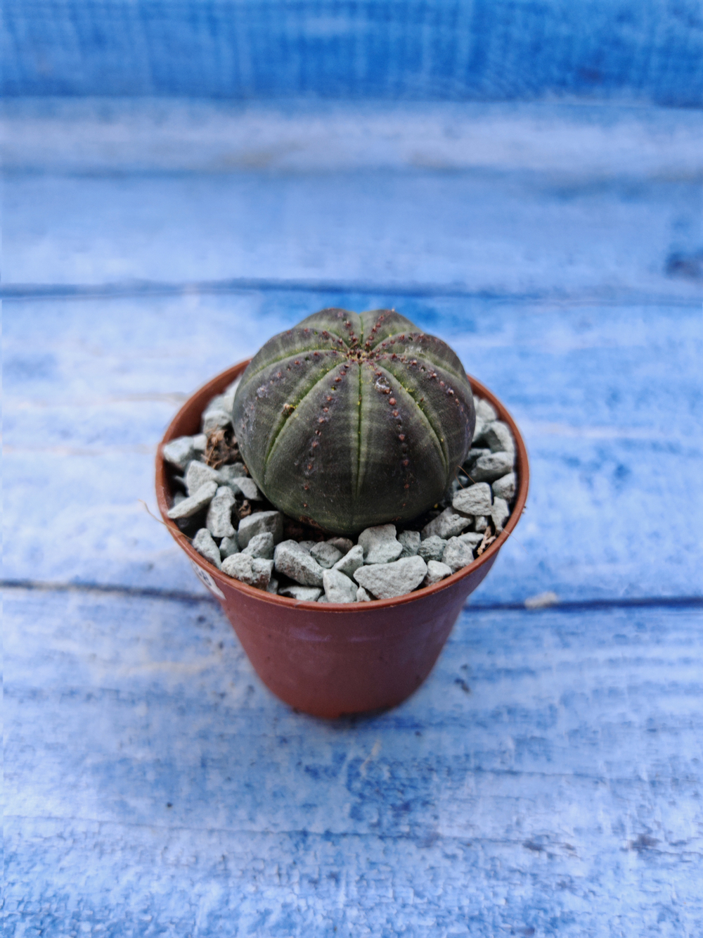 Euphorbia Obesa (Эуфорбия)