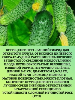 Семена Огурец гибрид СпринтF1 2 гр