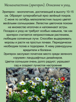 Эригерон мелколепестник почвопокровный многолетний
