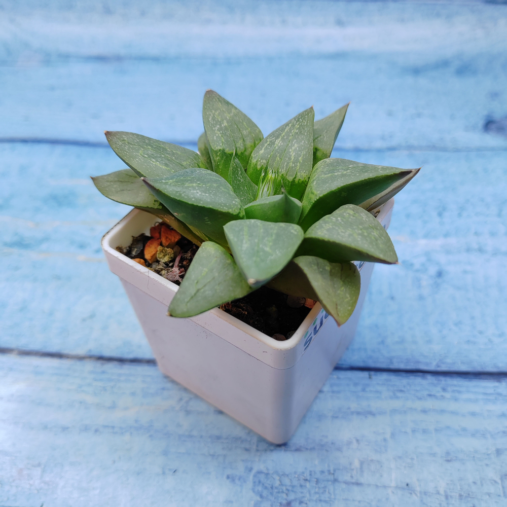 Haworthia Comptoniana Hybride hybrid (Хавортия)