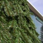 Уличная ёлка Русская 27 м, каркасная, ПВХ, Green Trees