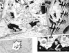Магическая битва. Книга 14. Baka Survivor! Фора для отстающих