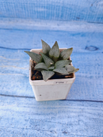 Haworthia Comptoniana hybrid (Хавортия)