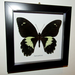 Бабочка Papilio gambrisius в рамке
