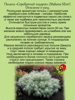 Полынь Серебряный Подарок ампельная Макана Сильвер
