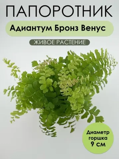 Адиантум Бронз Венус D9. Папоротник живой комнатный
