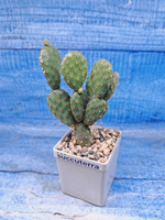 Opuntia Microdasys Rufida (Опунция)