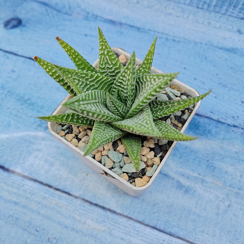 Haworthia Spider White (Хавортия)