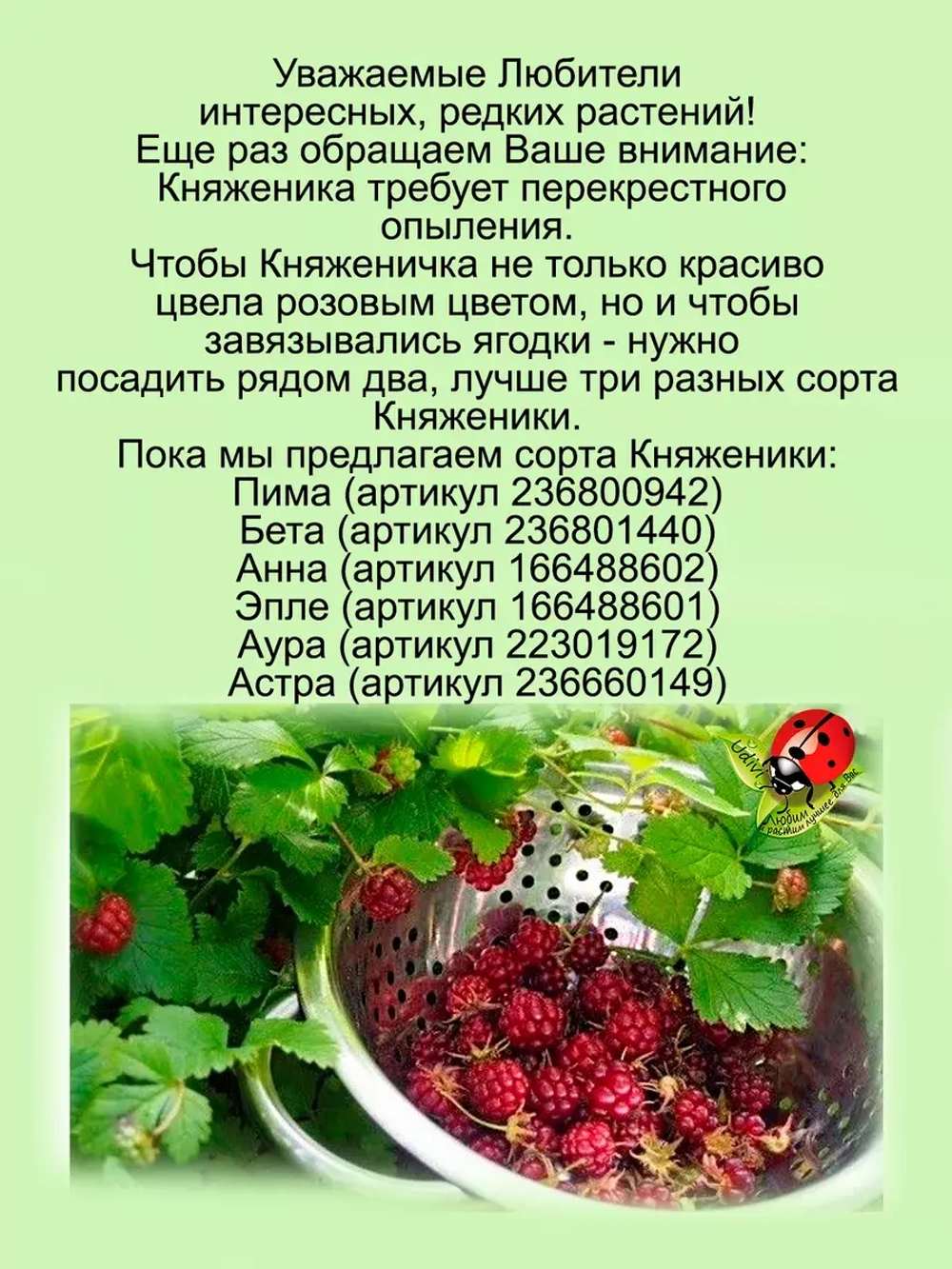Княженика Беата арктическая малина княжья ягода