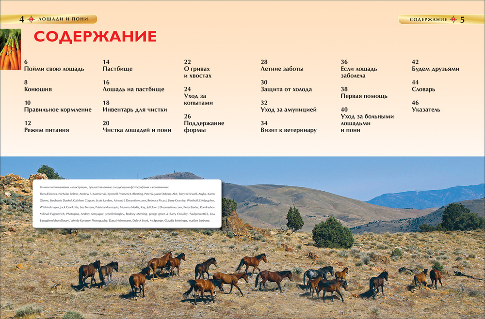 Лошади и пони. Детская энциклопедия