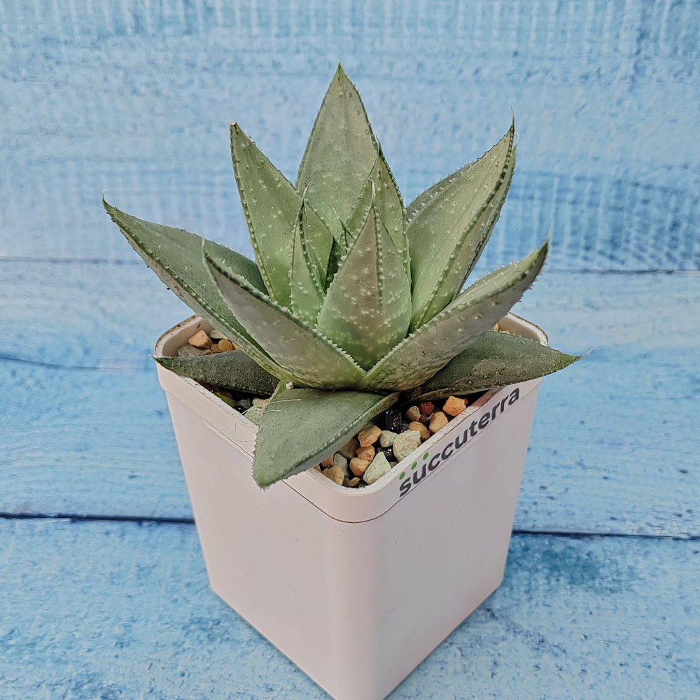 Haworthia Savanna (Хавортия)