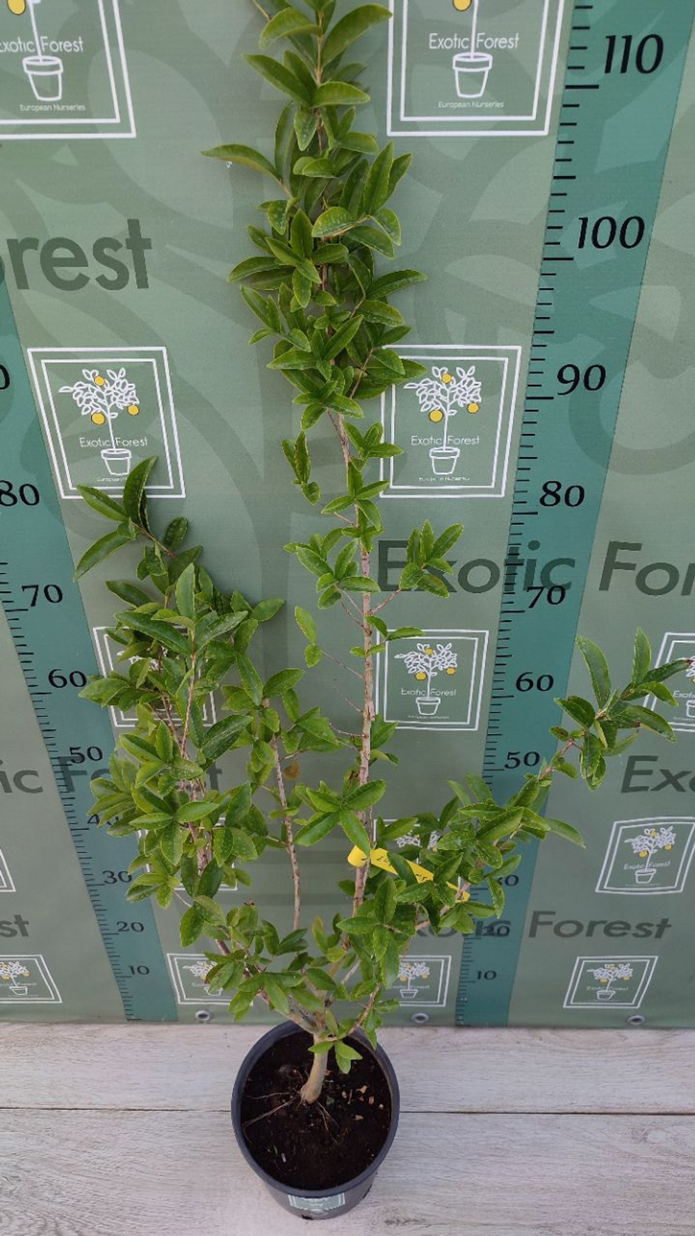 Eugenia Аggregata