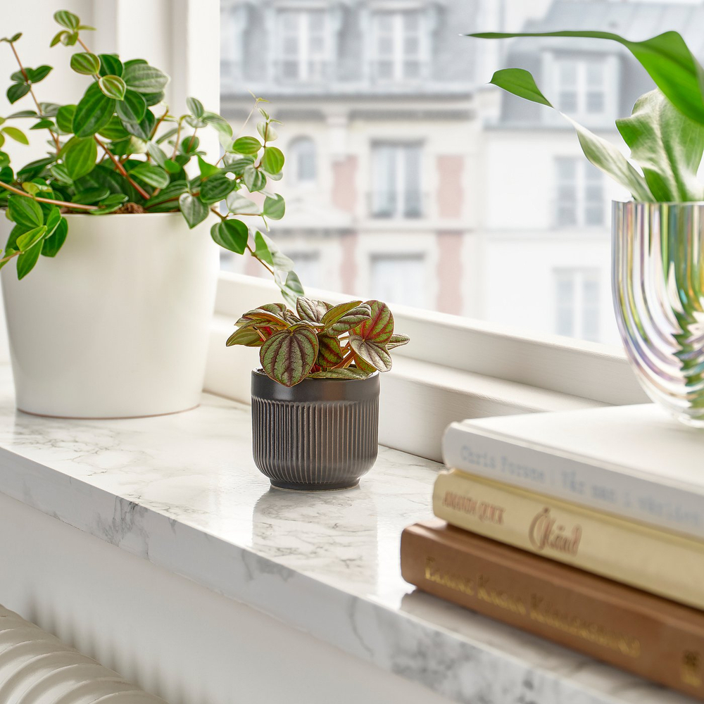 IKEA HIMALAYAMIX  (ИКЕА ХИМАЛАИАМИКС)  -  Растение в горшке - разное 6 см