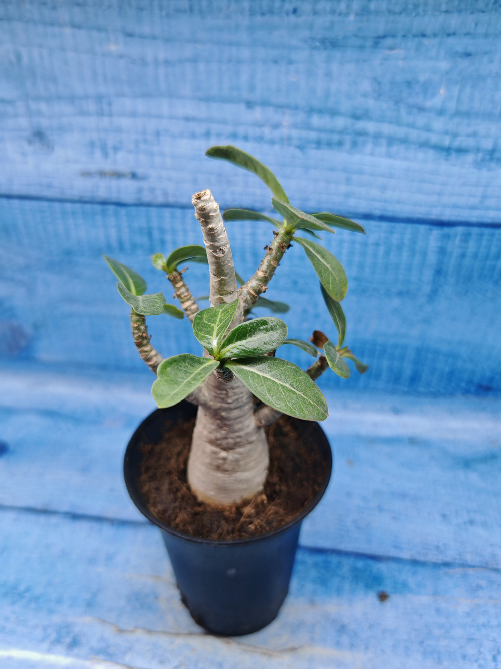 Adenium Baobab (Адениум)