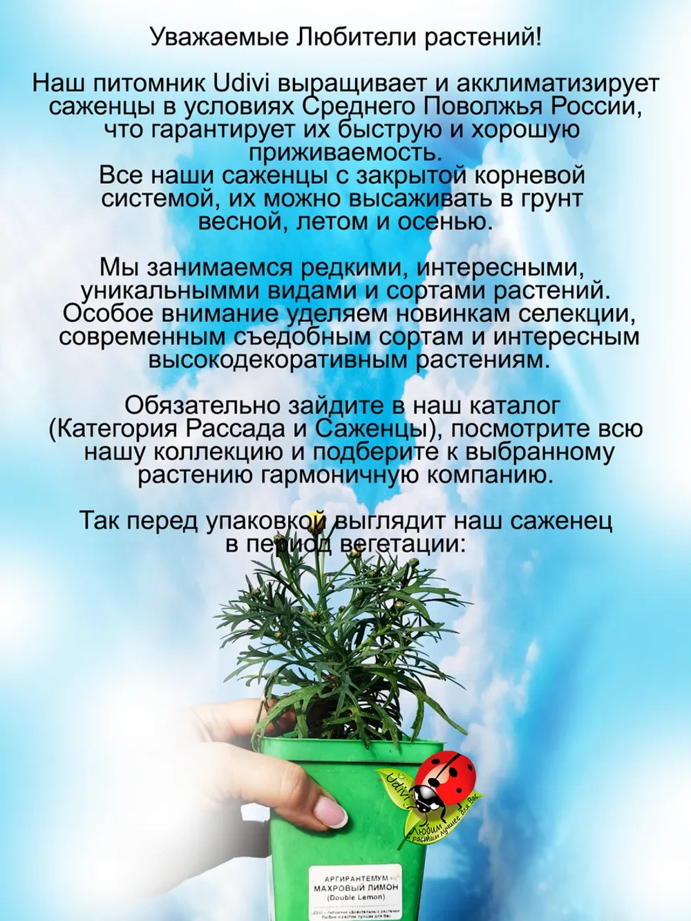 Аргирантемум Махровый лимон