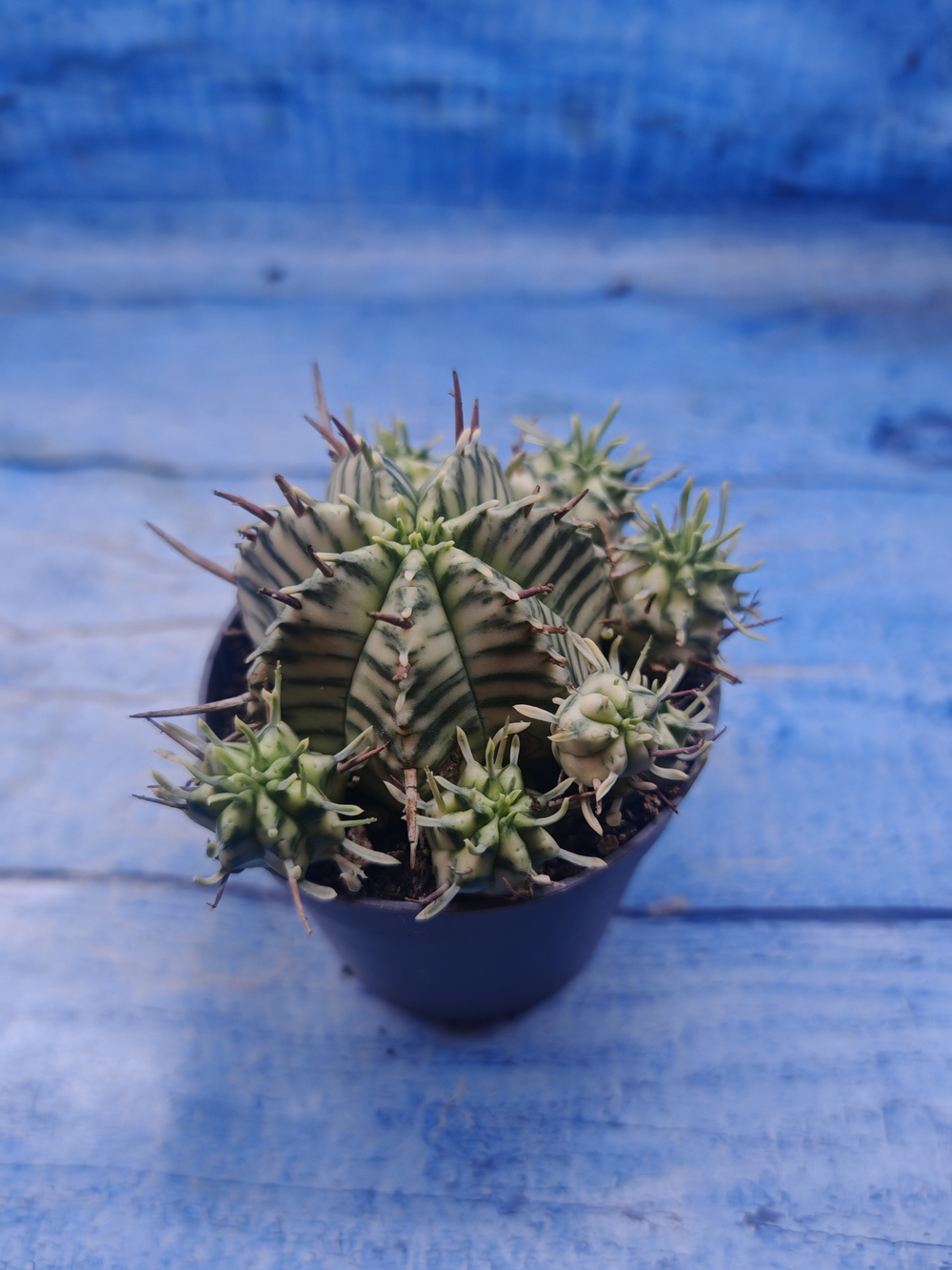 Euphorbia meloformis f. Variegated (Эуфорбия вариегатная)