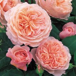 Вильям Моррис (William Morris)