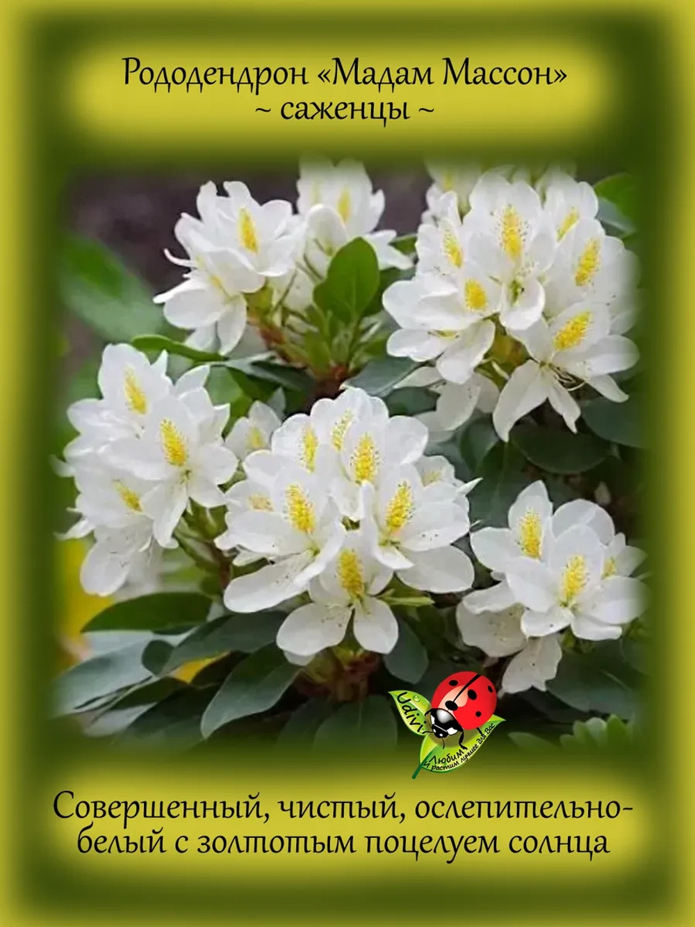Рододендрон Мадам Массон морозостойкий