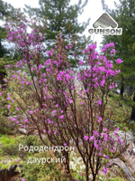 Рододендрон Даурский