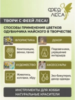 Одуванчик