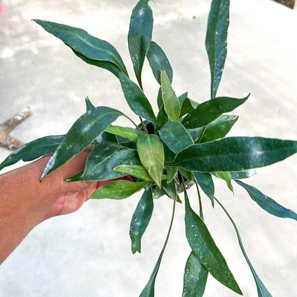 Папоротник Microsorum siamensis