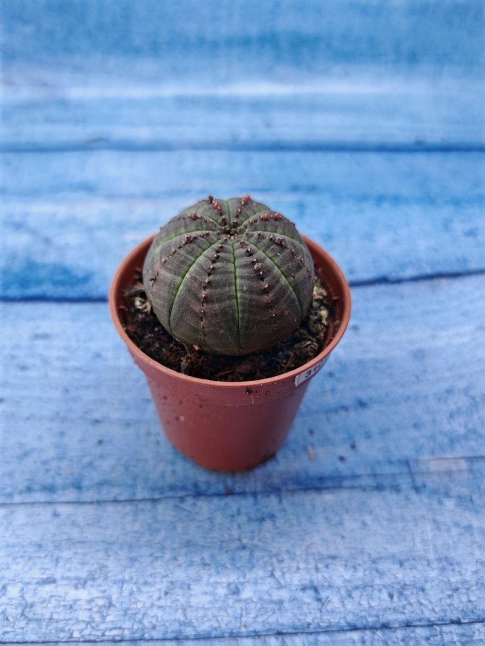 Euphorbia Obesa (Эуфорбия)