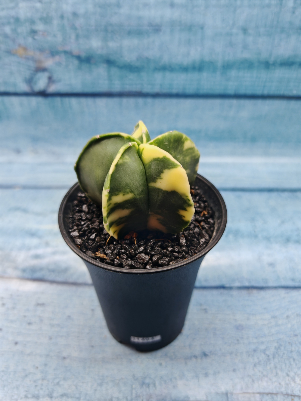 Astrophytum Myriostigma variagate (Астрофитум вариегатный)