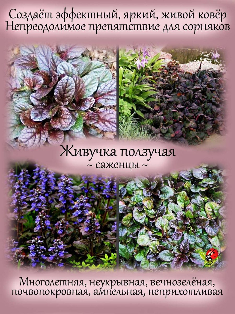 Живучка ползучая Аюга многолетняя