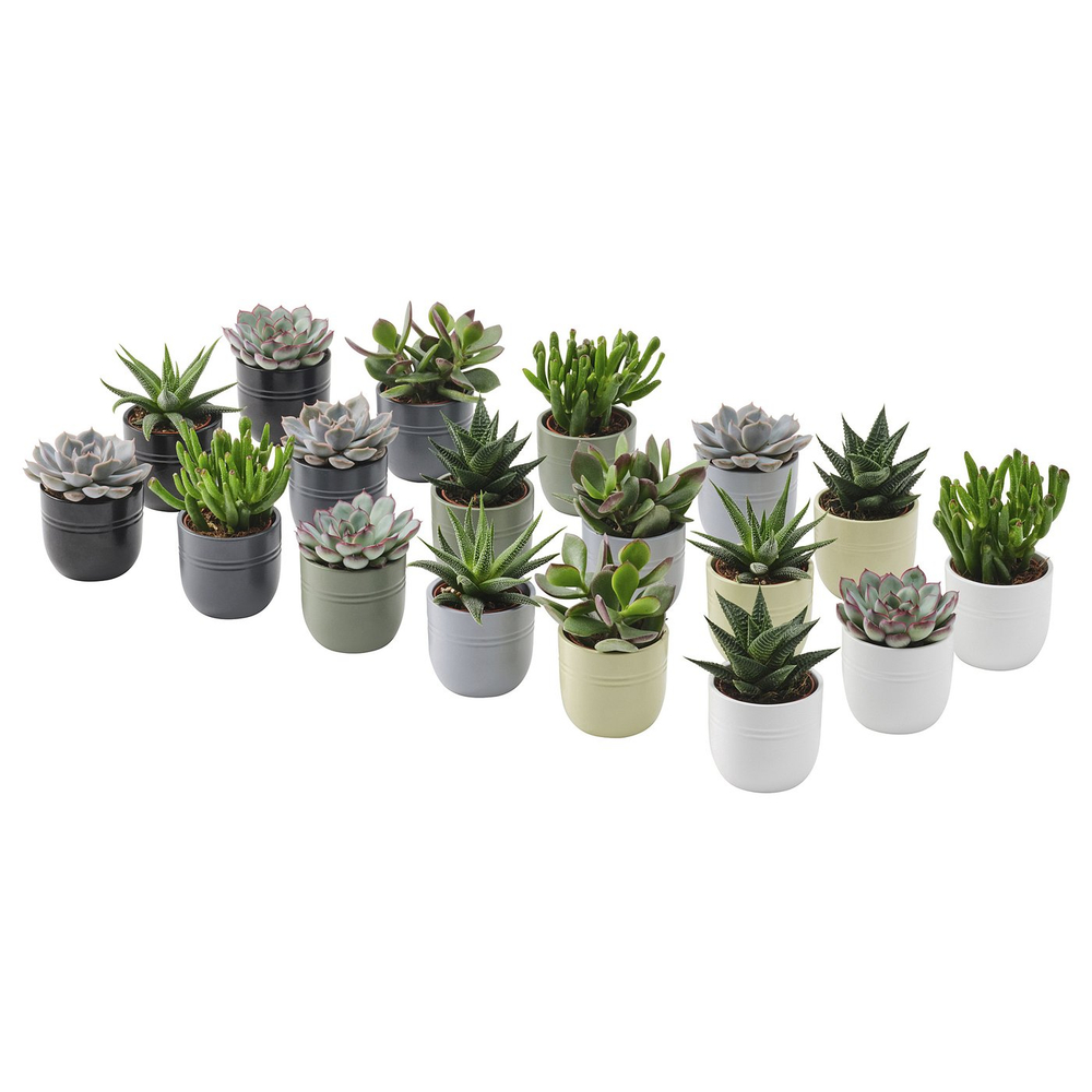 IKEA SUCCULENT  (ИКЕА СУССУЛЕНТ)  -  Растение с горшком - суккулент, разные цвета, 6 см