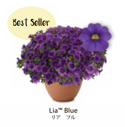 ЕВРО Calibrachoa Lia Blue укорененный черенок