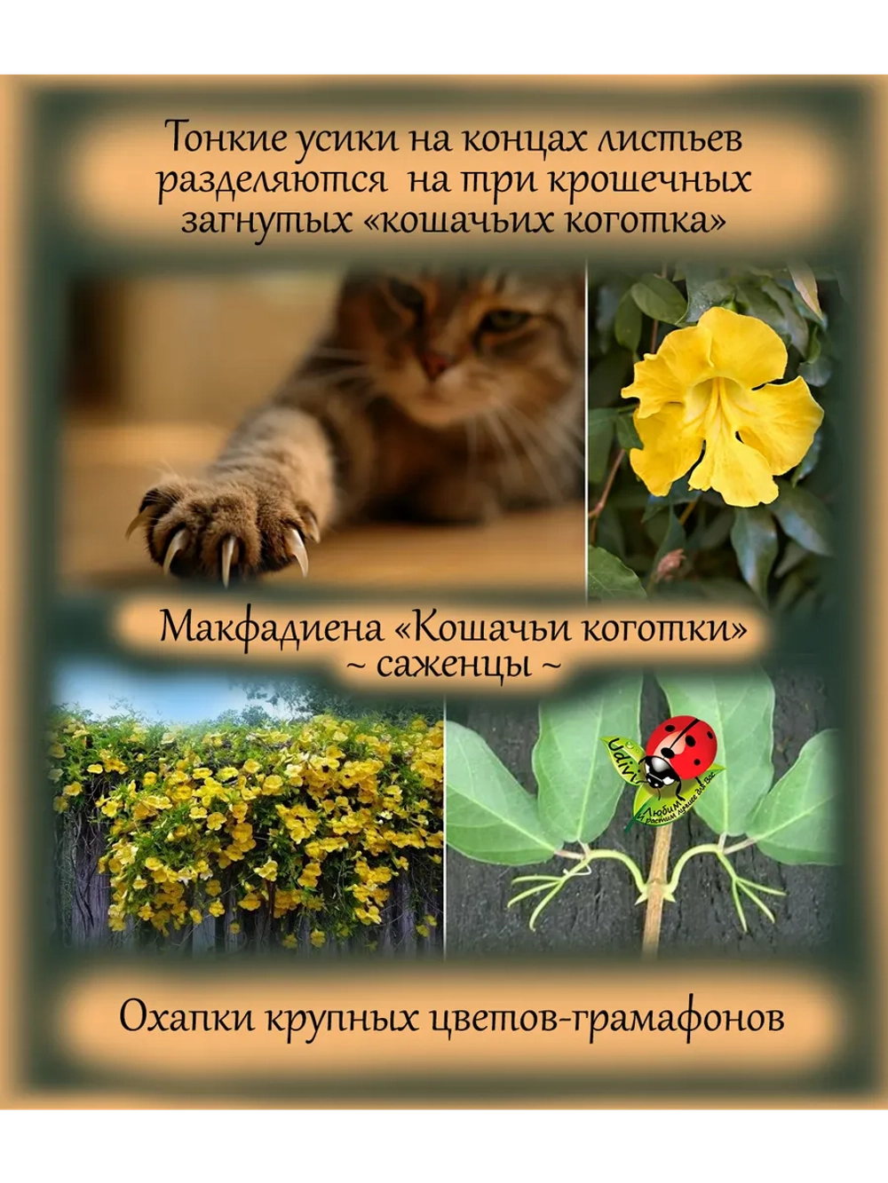 Макфадиена Кошачьи коготки лиана