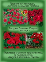 Гвоздика Лилипот Скарлет многолетняя, зимующая